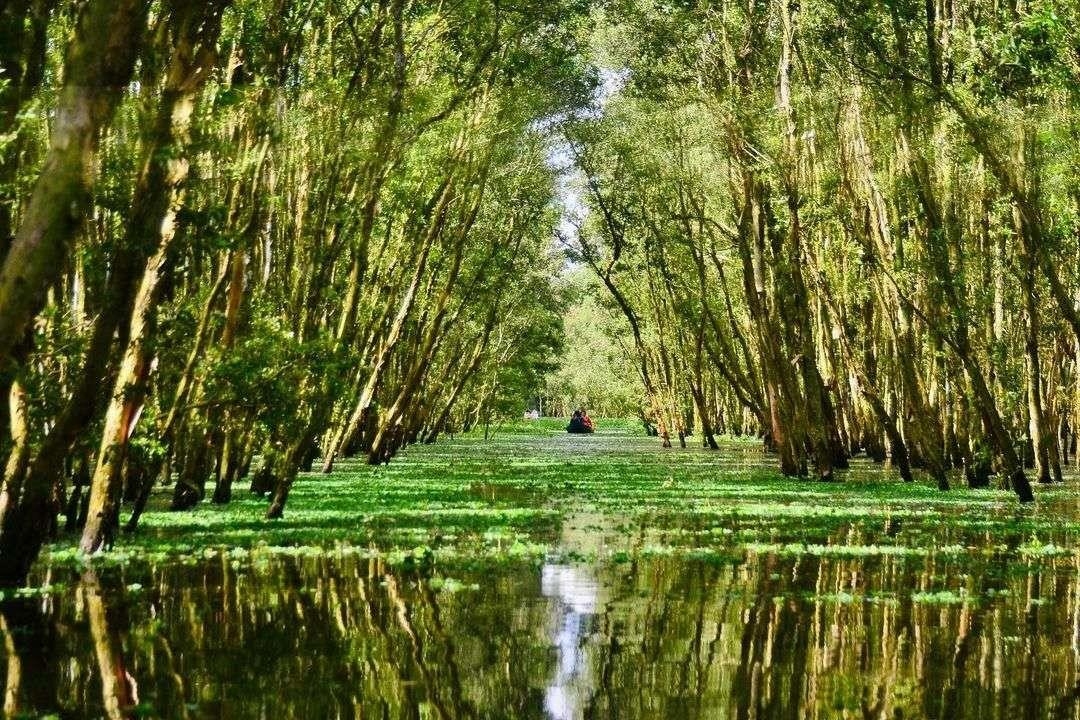 Rừng tràm Trà Sư là một điểm đến nổi tiếng ở An Giang, với cảnh quan thiên nhiên tuyệt đẹp của cây tràm xanh mướt, đầm cỏ và các loài chim đa dạng.
